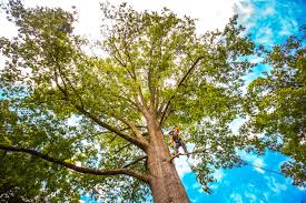 Best Tree Disease Treatment  in Chipley, FL