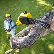 Best Lawn Dethatching Services  in Chipley, FL