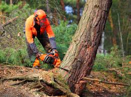 Best Utility Line Clearance  in Chipley, FL