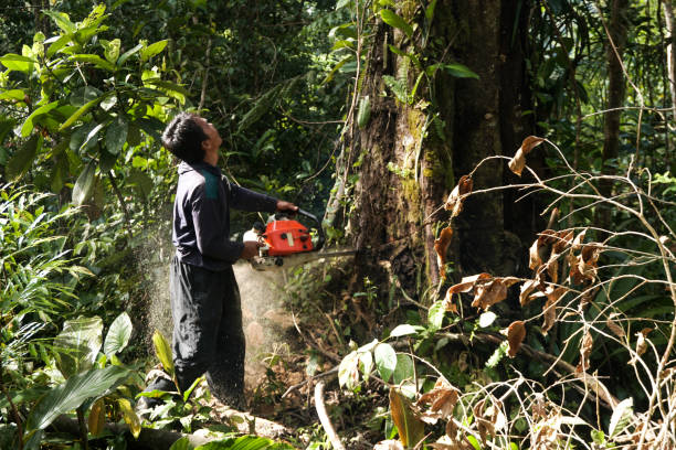 Best Commercial Tree Removal  in Chipley, FL