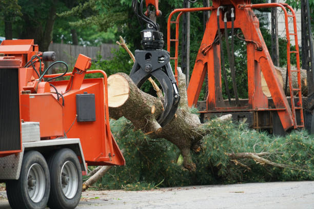 Best Emergency Tree Removal Services  in Chipley, FL