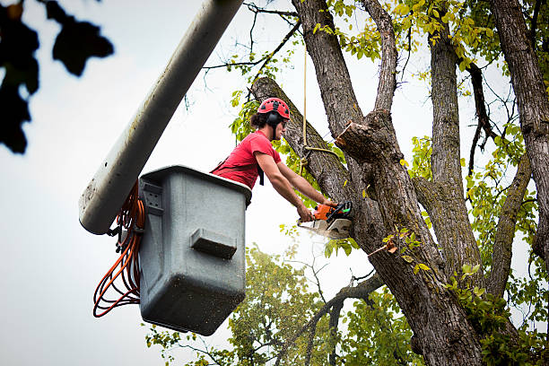 Best Arborist Consultation Services  in Chipley, FL